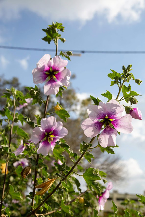 Image of Malva subovata specimen.