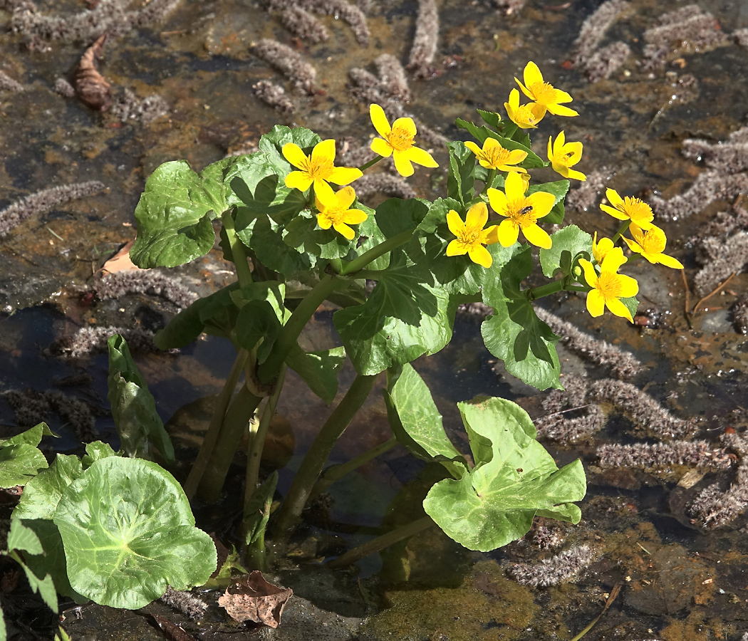 Изображение особи Caltha palustris.