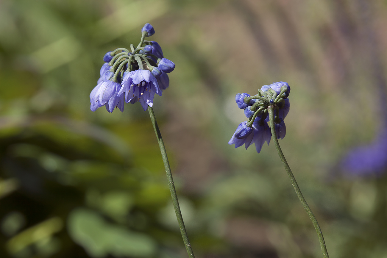 Image of Allium sikkimense specimen.