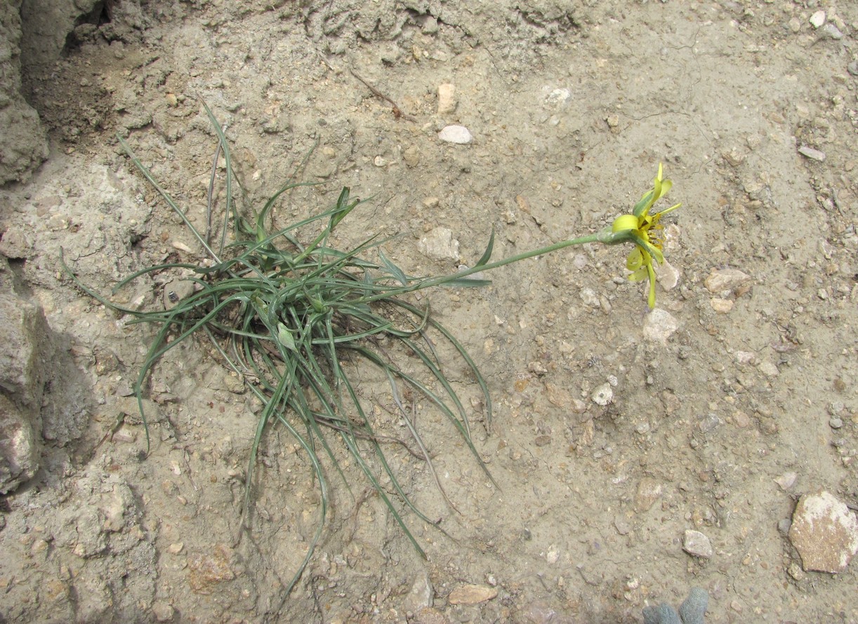 Изображение особи род Tragopogon.