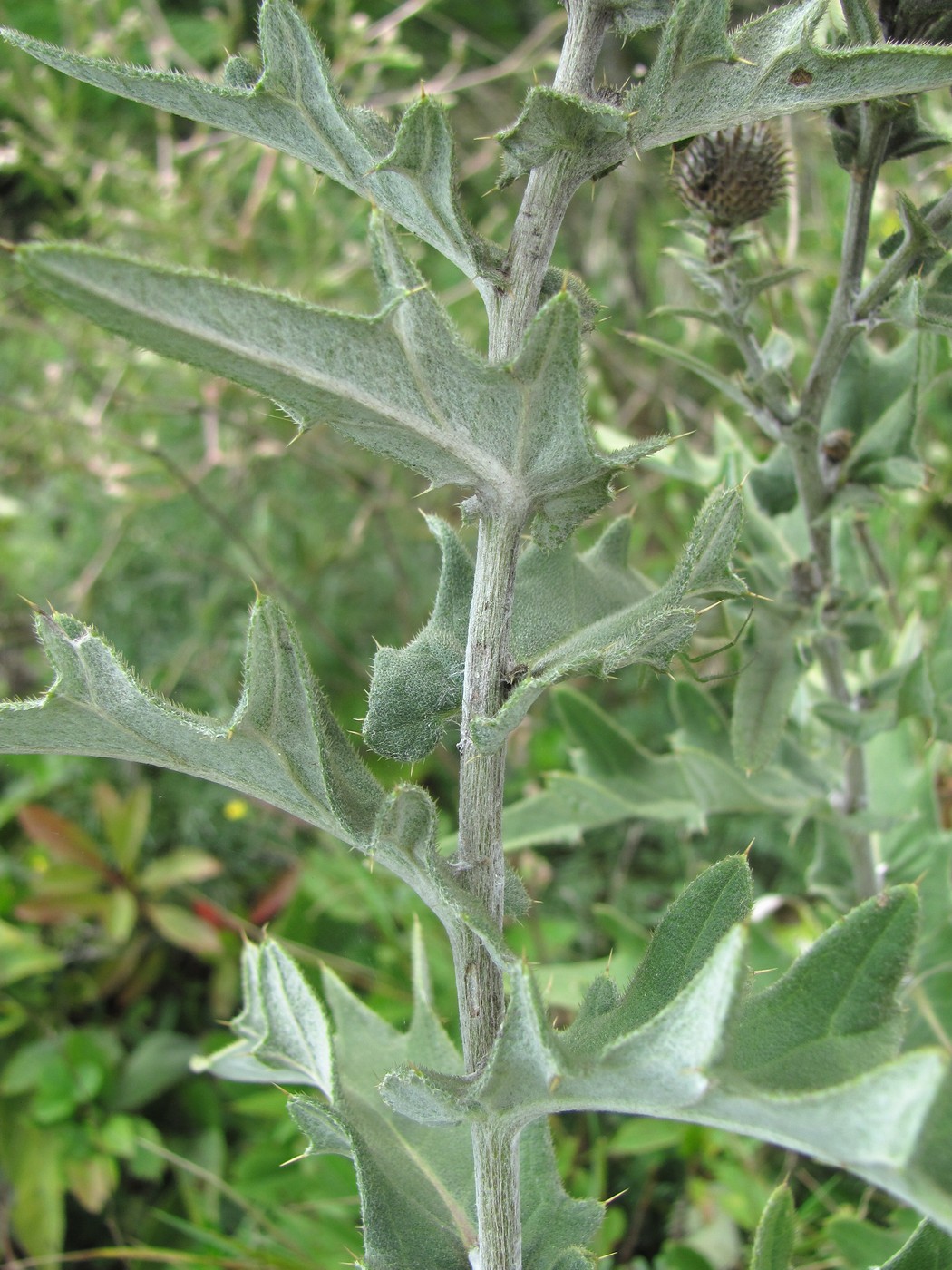 Изображение особи Cirsium euxinum.