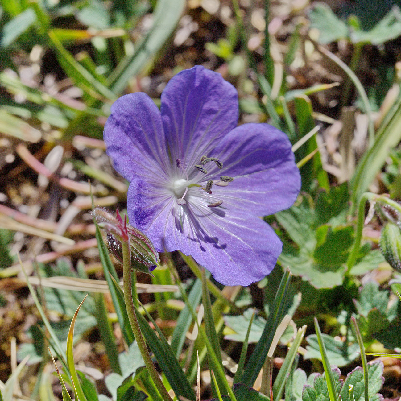 Image of Geranium saxatile specimen.