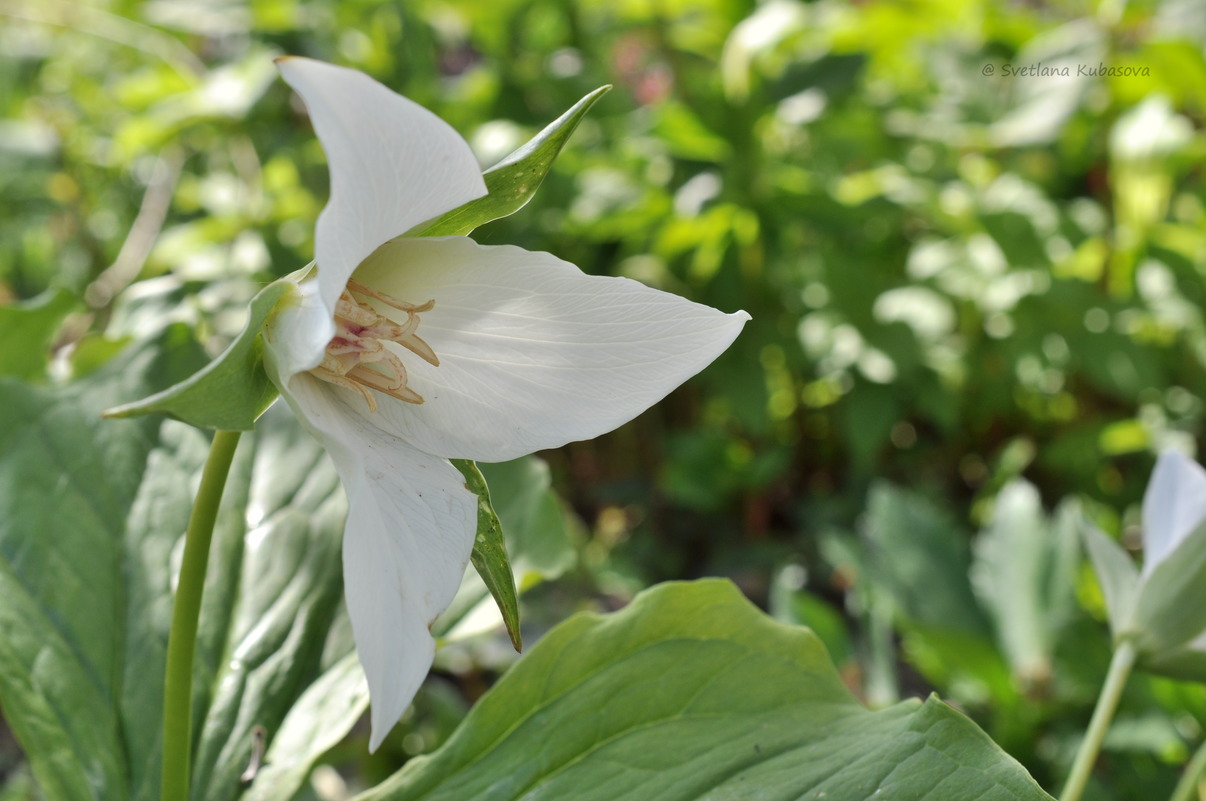 Изображение особи Trillium flexipes.