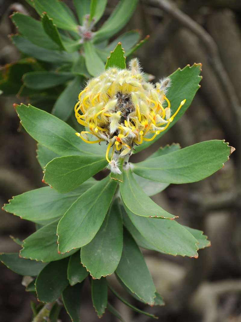 Image of Leucospermum cordifolium specimen.