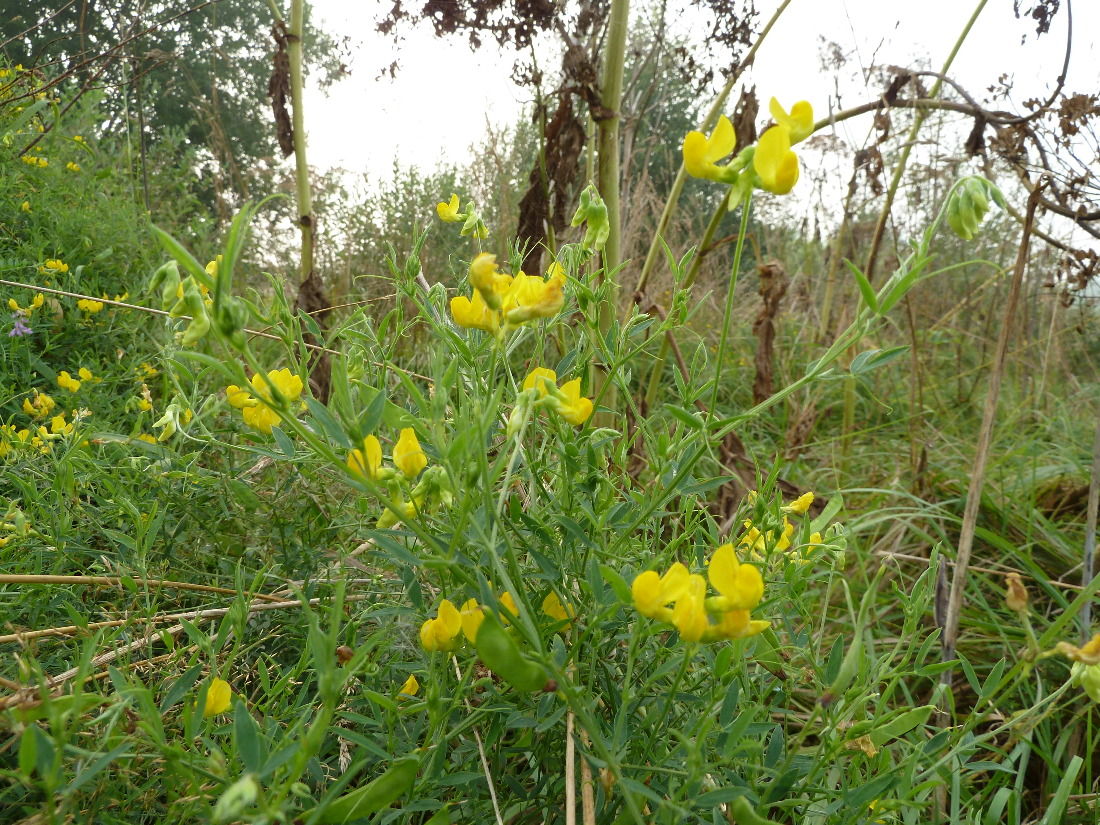 Изображение особи Lathyrus pratensis.