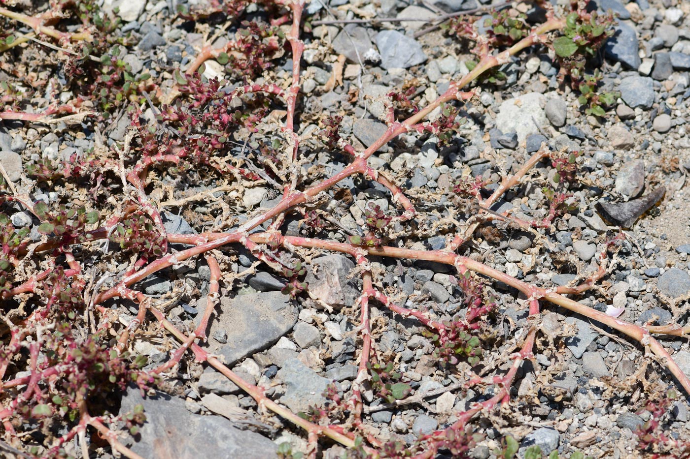 Изображение особи Trianthema portulacastrum.