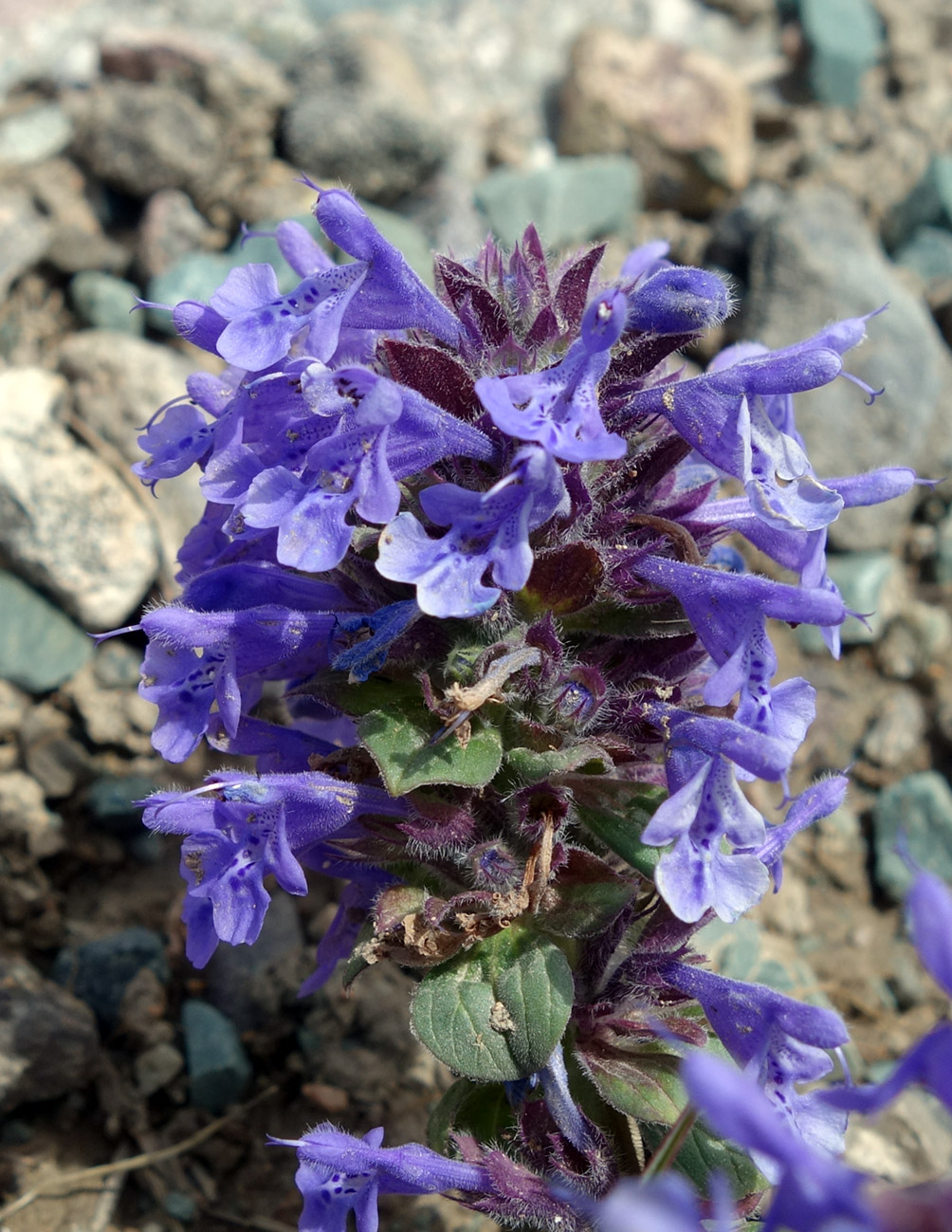 Image of Dracocephalum nutans var. alpinum specimen.