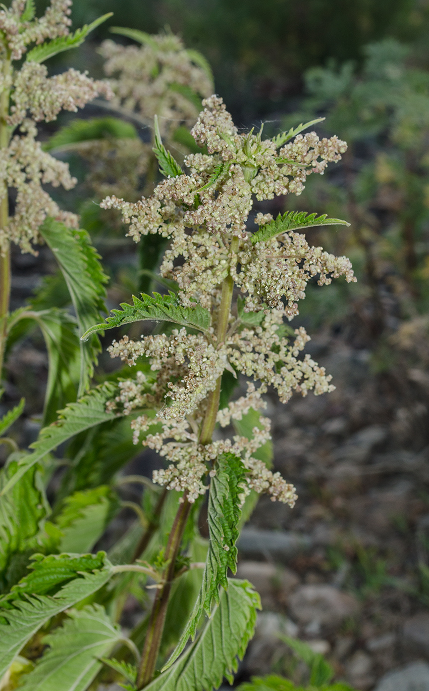 Image of Urtica dioica specimen.