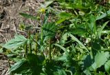 Geum macrophyllum