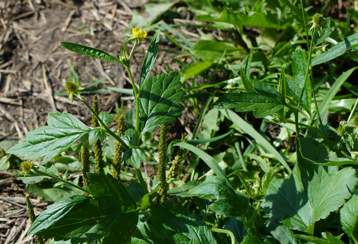 Image of Geum macrophyllum specimen.