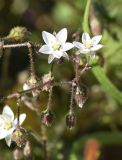 Spergula arvensis. Верхушки побегов с цветками и бутонами. Испания, автономное сообщество Каталония, провинция Жирона, комарка Баш Эмпорда, муниципалитет Калонже, залежь. 23.02.2020.