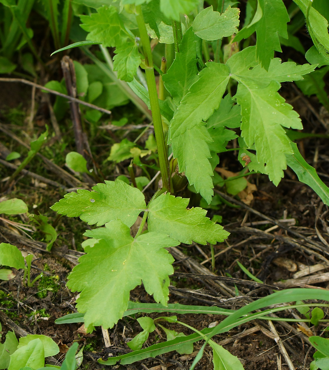 Image of Pastinaca sylvestris specimen.