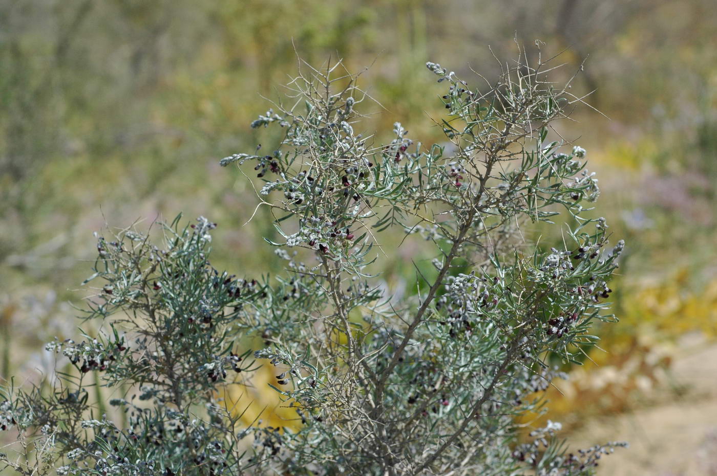 Image of Ammodendron eichwaldii specimen.