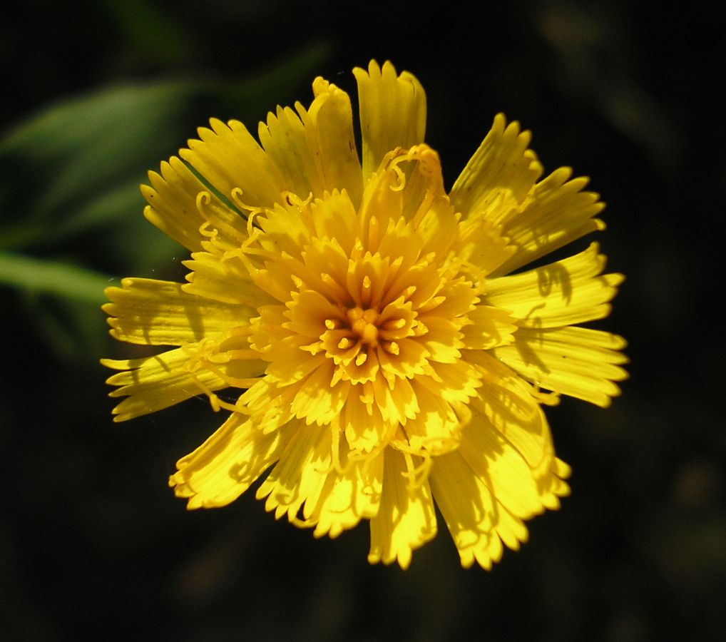 Image of Hieracium pervagum specimen.