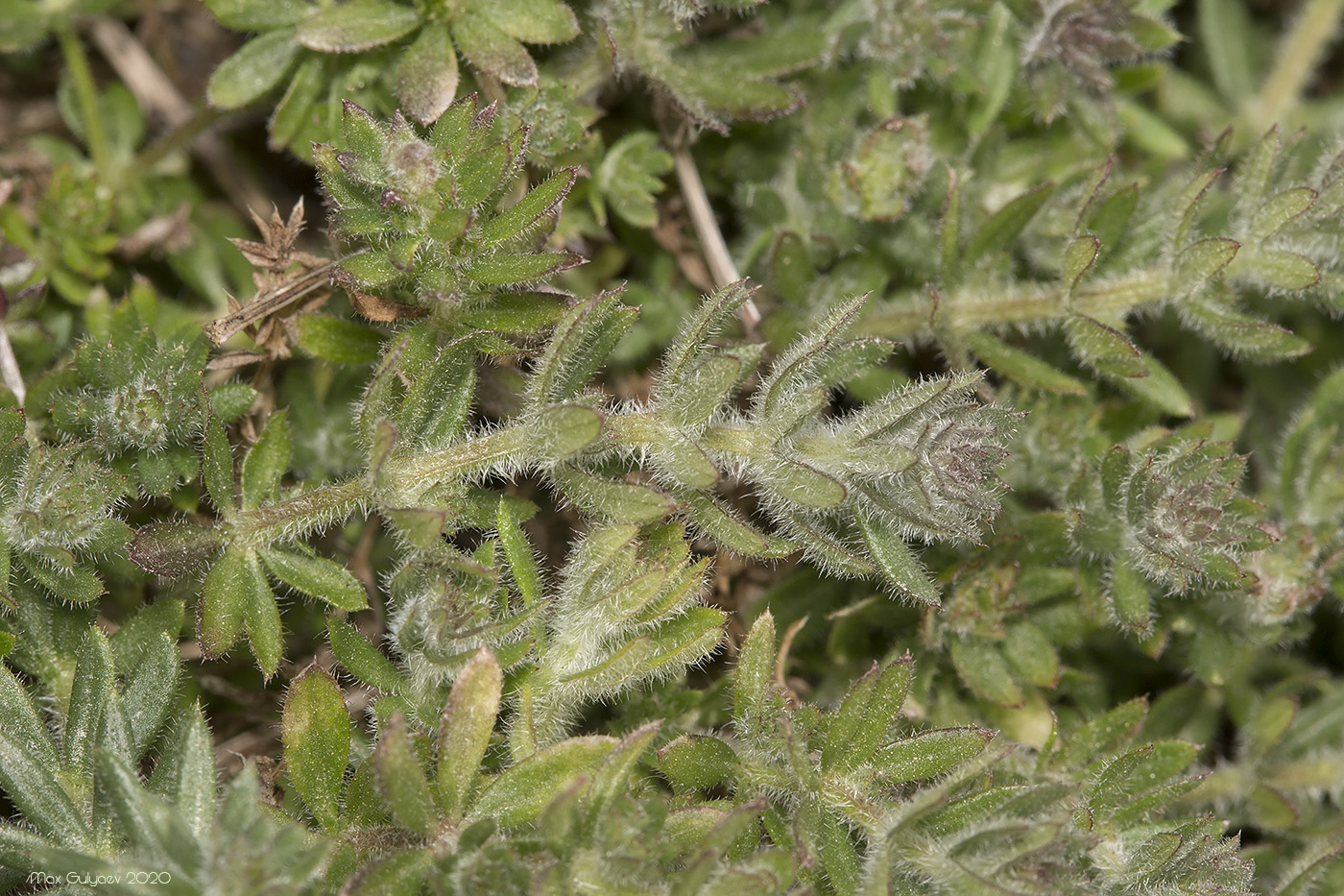 Image of Galium humifusum specimen.