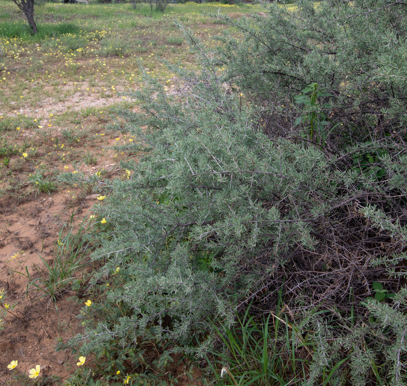 Image of Lycium bosciifolium specimen.