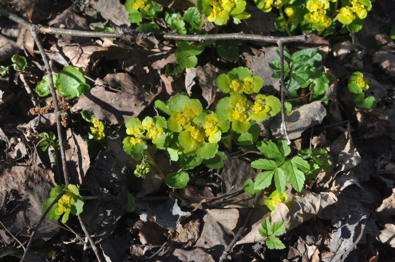 Изображение особи Chrysosplenium alternifolium.