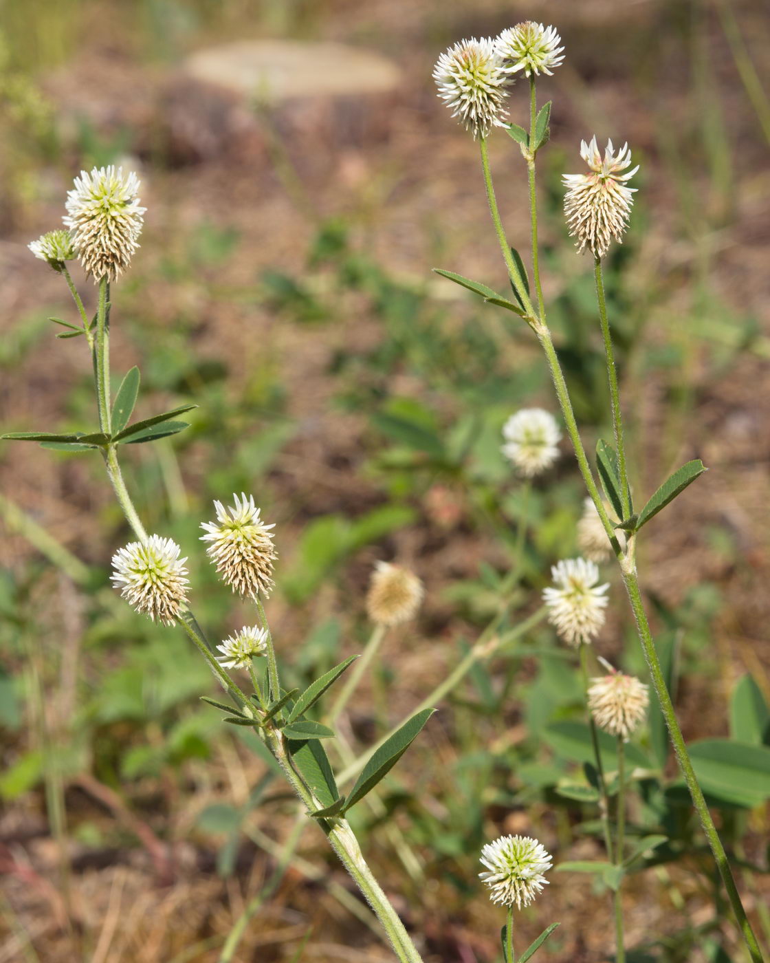 Изображение особи Trifolium montanum.