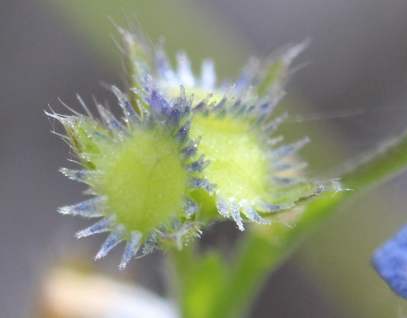 Image of Eritrichium uralense specimen.