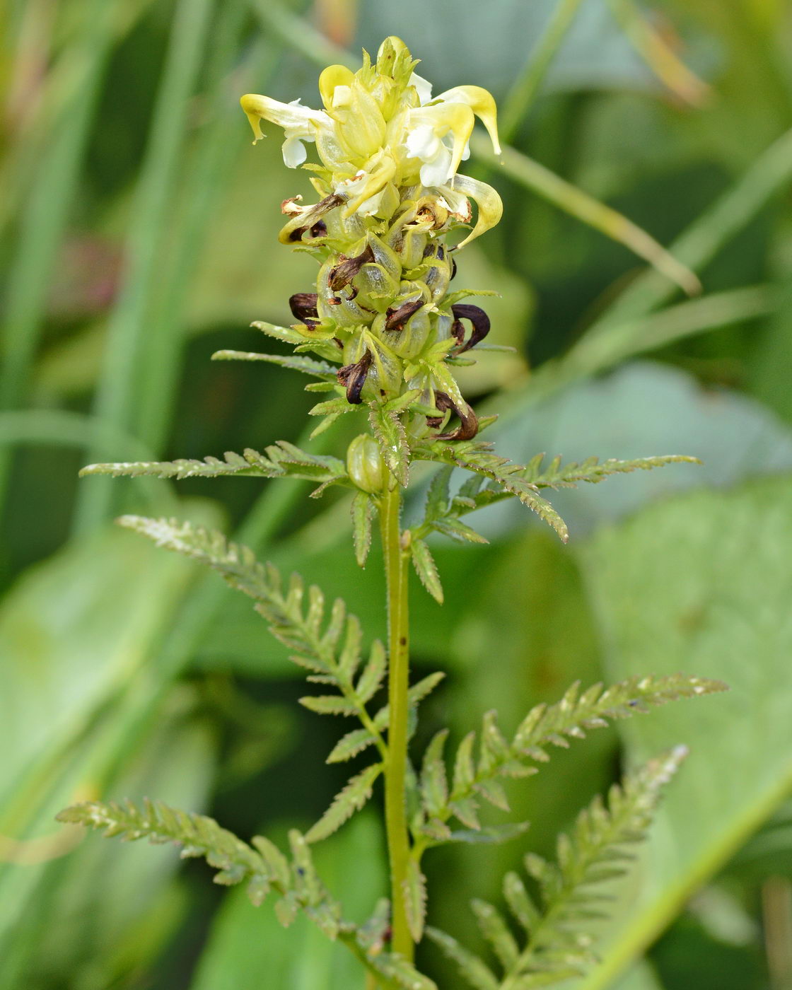 Image of Pedicularis compacta specimen.