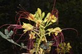 Caesalpinia gilliesii