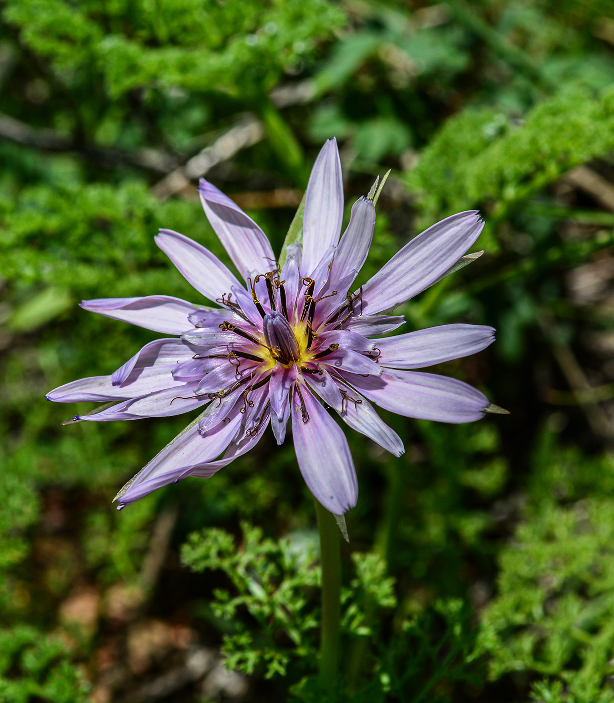 Image of Tragopogon malikus specimen.