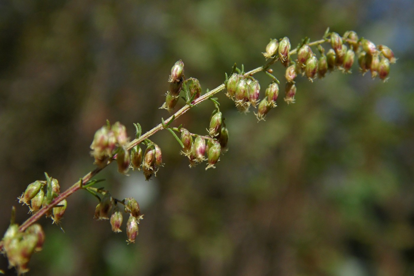 Image of Artemisia scoparia specimen.