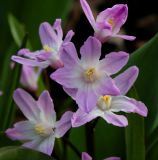 Chionodoxa variety rosea