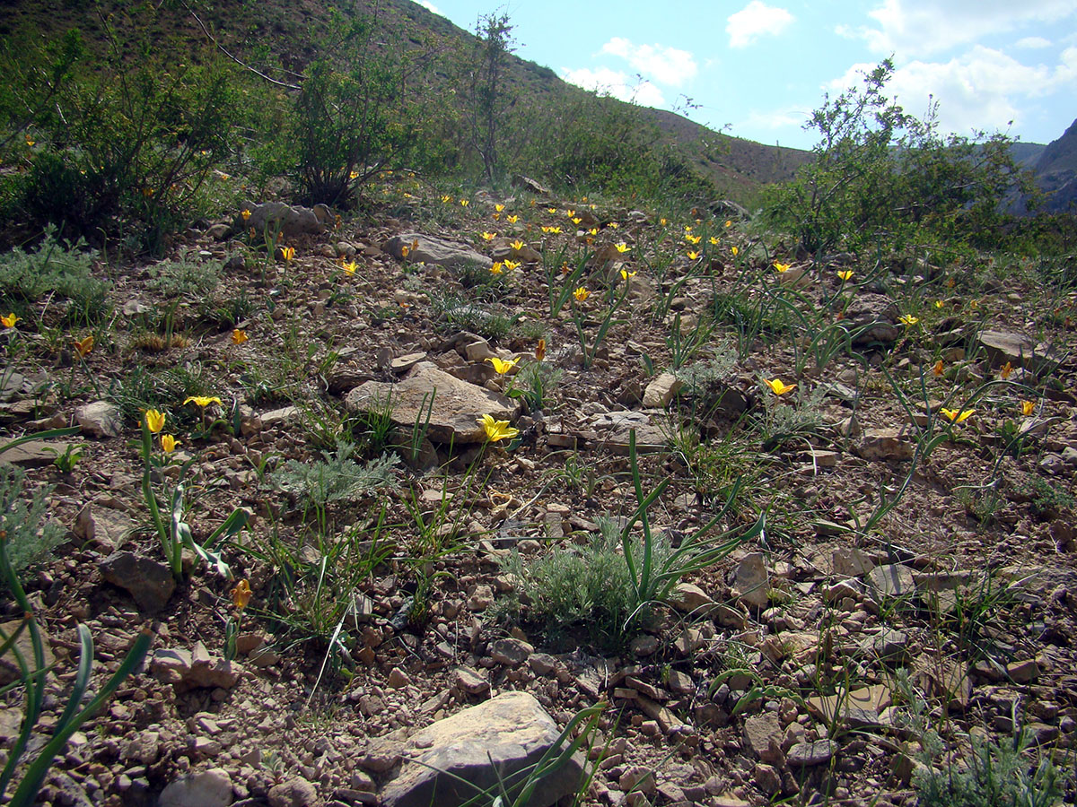 Image of Tulipa talassica specimen.