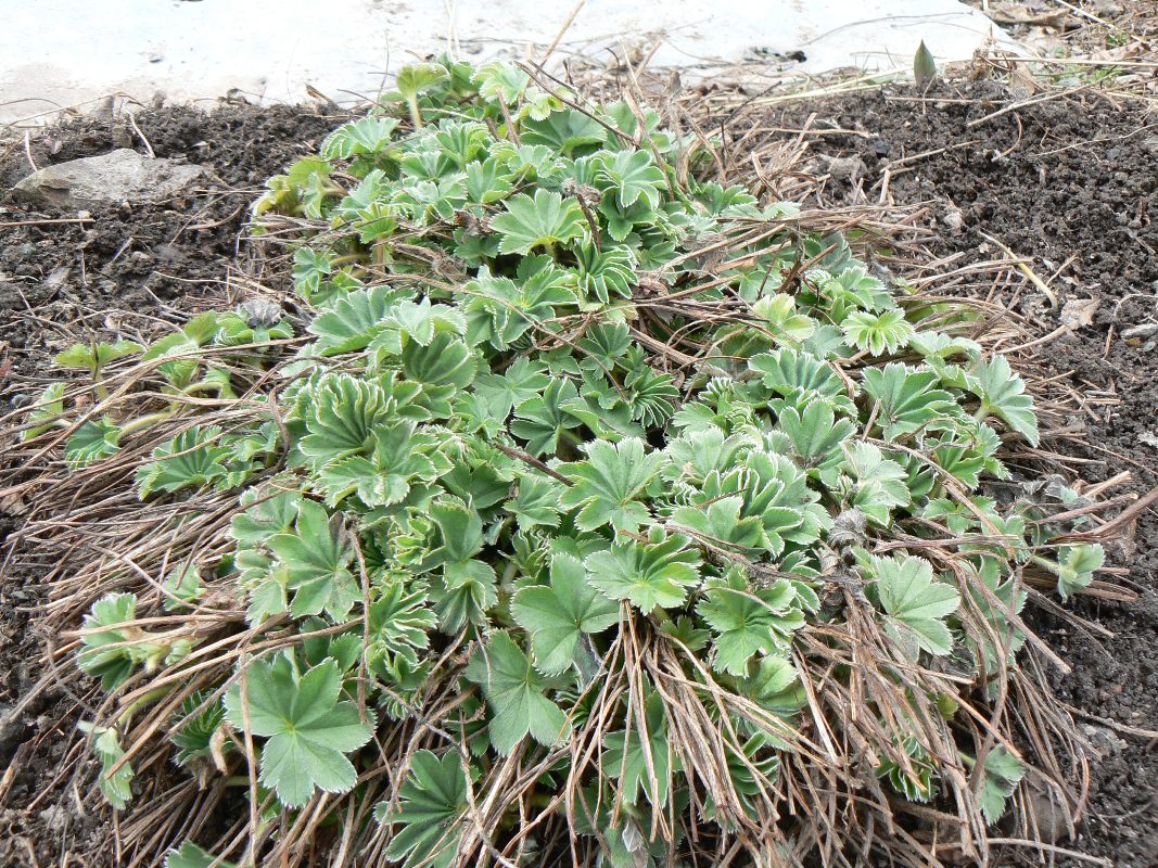 Image of Alchemilla monticola specimen.