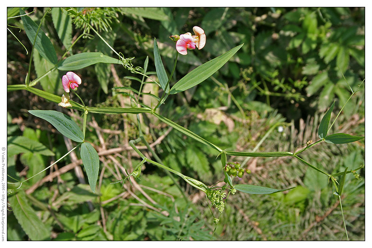 Image of Lathyrus sylvestris specimen.