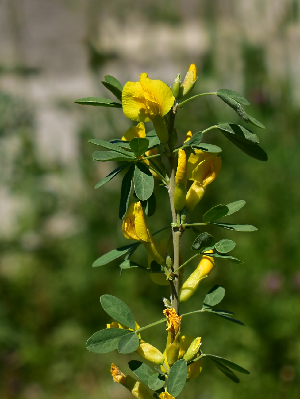 Изображение особи Chamaecytisus ruthenicus.