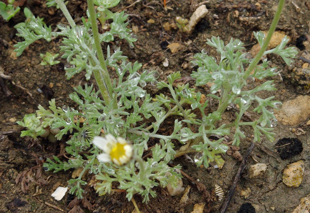 Изображение особи Anthemis candidissima.