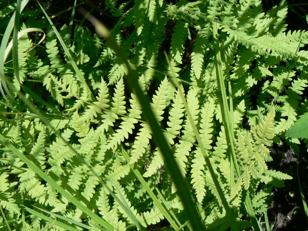 Изображение особи Thelypteris palustris.