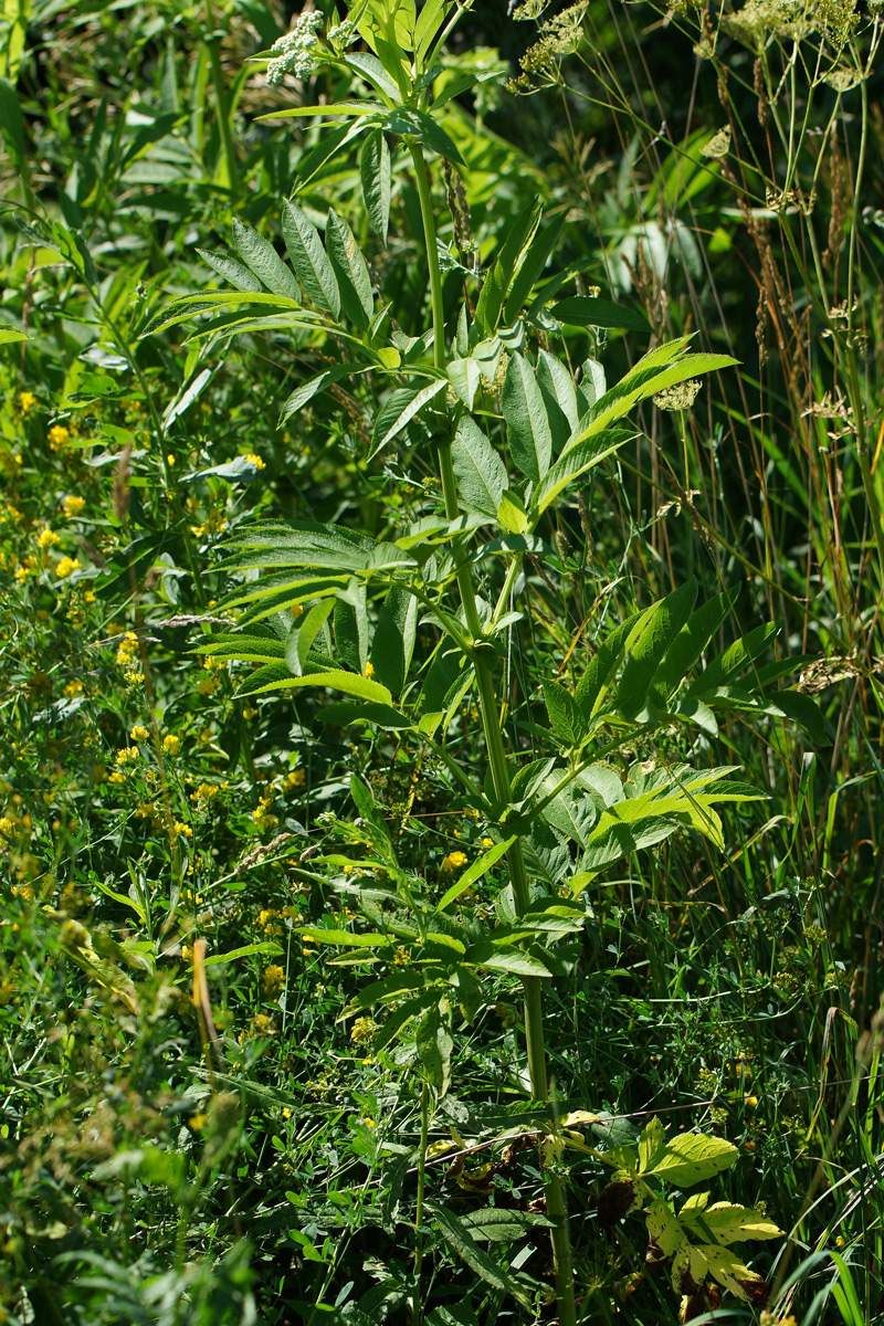 Image of Sambucus ebulus specimen.