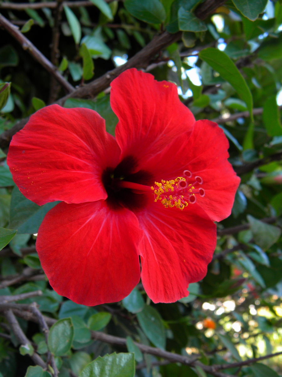 Image of Hibiscus rosa-sinensis specimen.