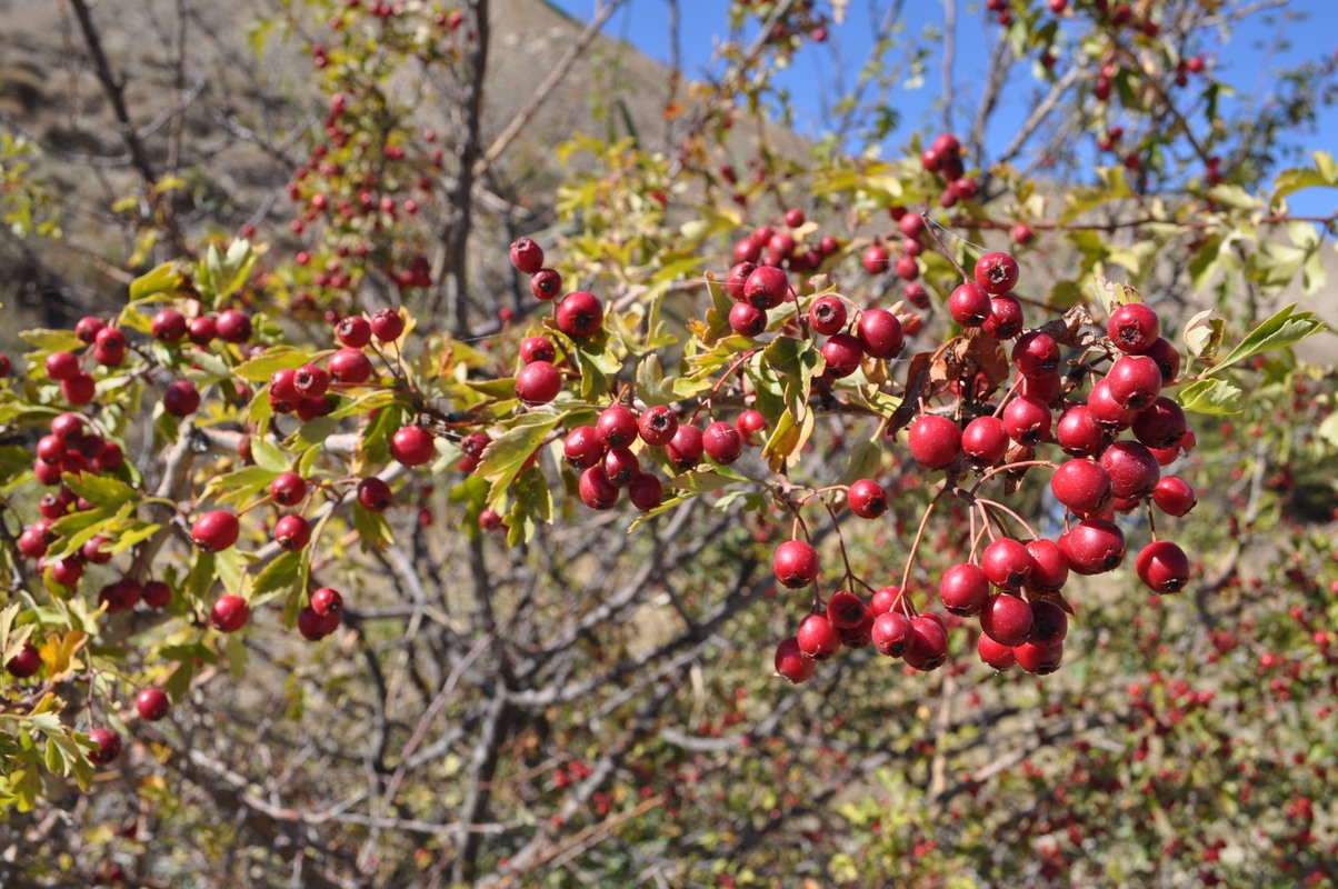 Image of Crataegus atrosanguinea specimen.