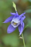 Aquilegia olympica. Цветок. Республика Северная Осетия-Алания, Ирафский р-н, Большой Кавказ, левый склон долины р. Караугомдон, ≈ 1970 м н.у.м., сосновый лес. 08.07.2021.