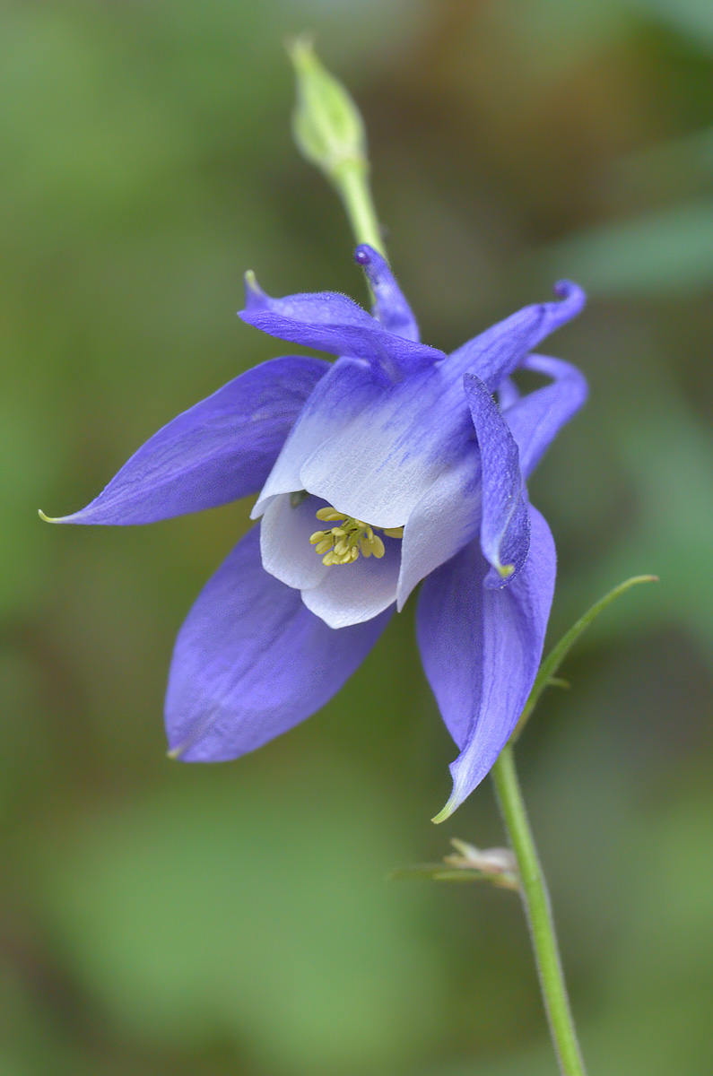 Image of Aquilegia olympica specimen.