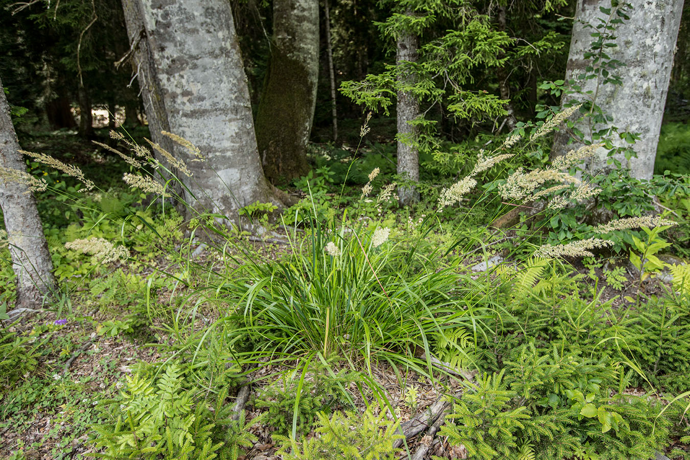 Изображение особи Calamagrostis arundinacea.