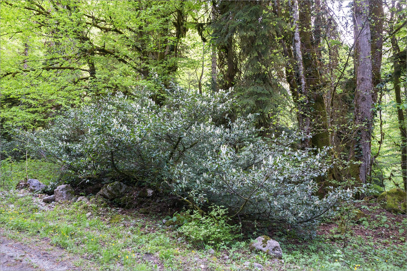 Image of Lauro-cerasus officinalis specimen.