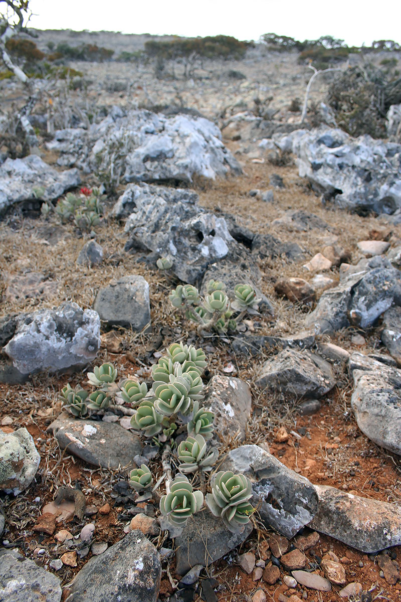 Image of Kalanchoe farinacea specimen.