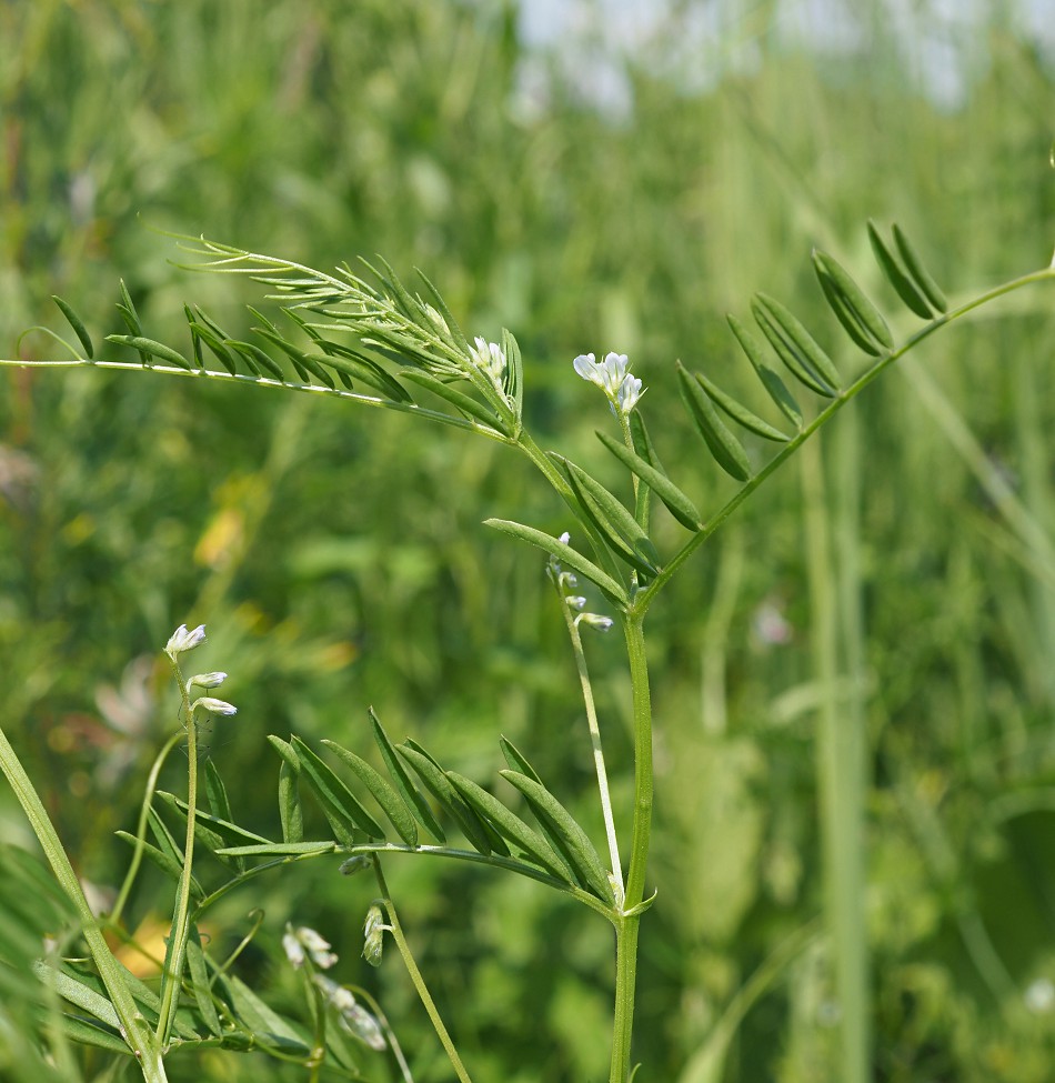 Image of Vicia hirsuta specimen.