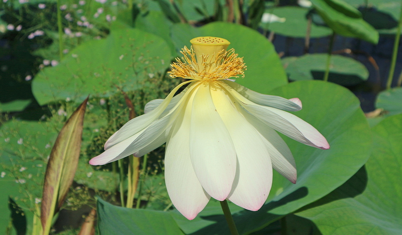 Image of Nelumbo caspica specimen.