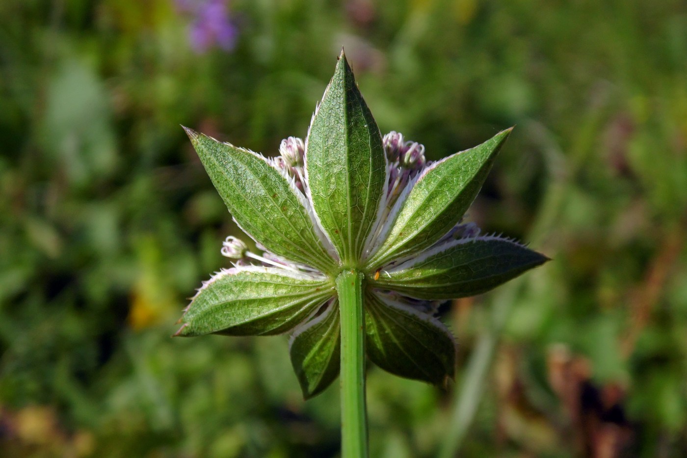 Image of Astrantia maxima specimen.