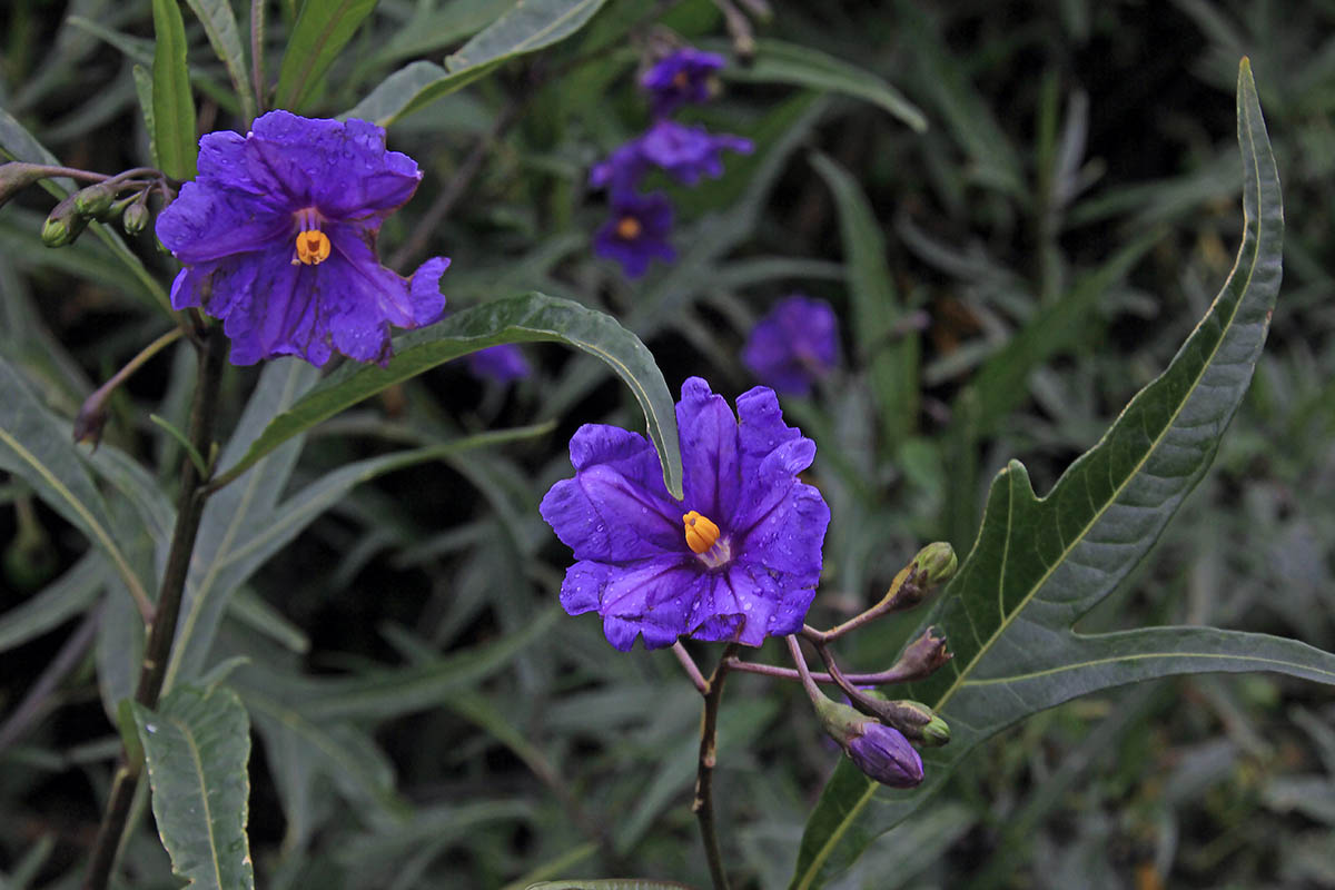 Изображение особи Solanum laciniatum.