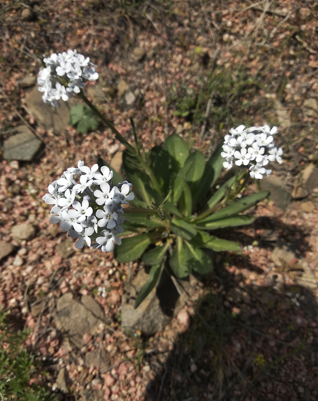 Изображение особи Valeriana chionophila.