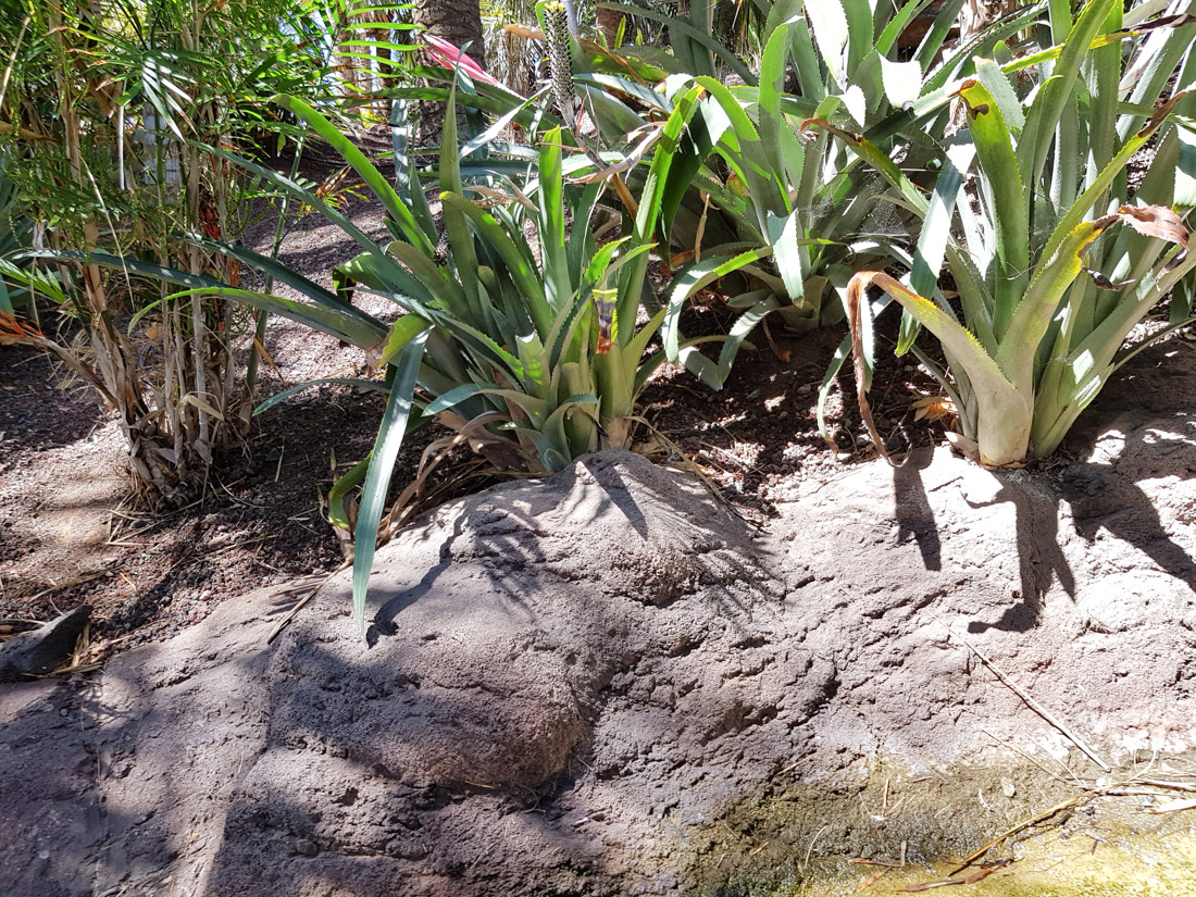 Image of familia Bromeliaceae specimen.