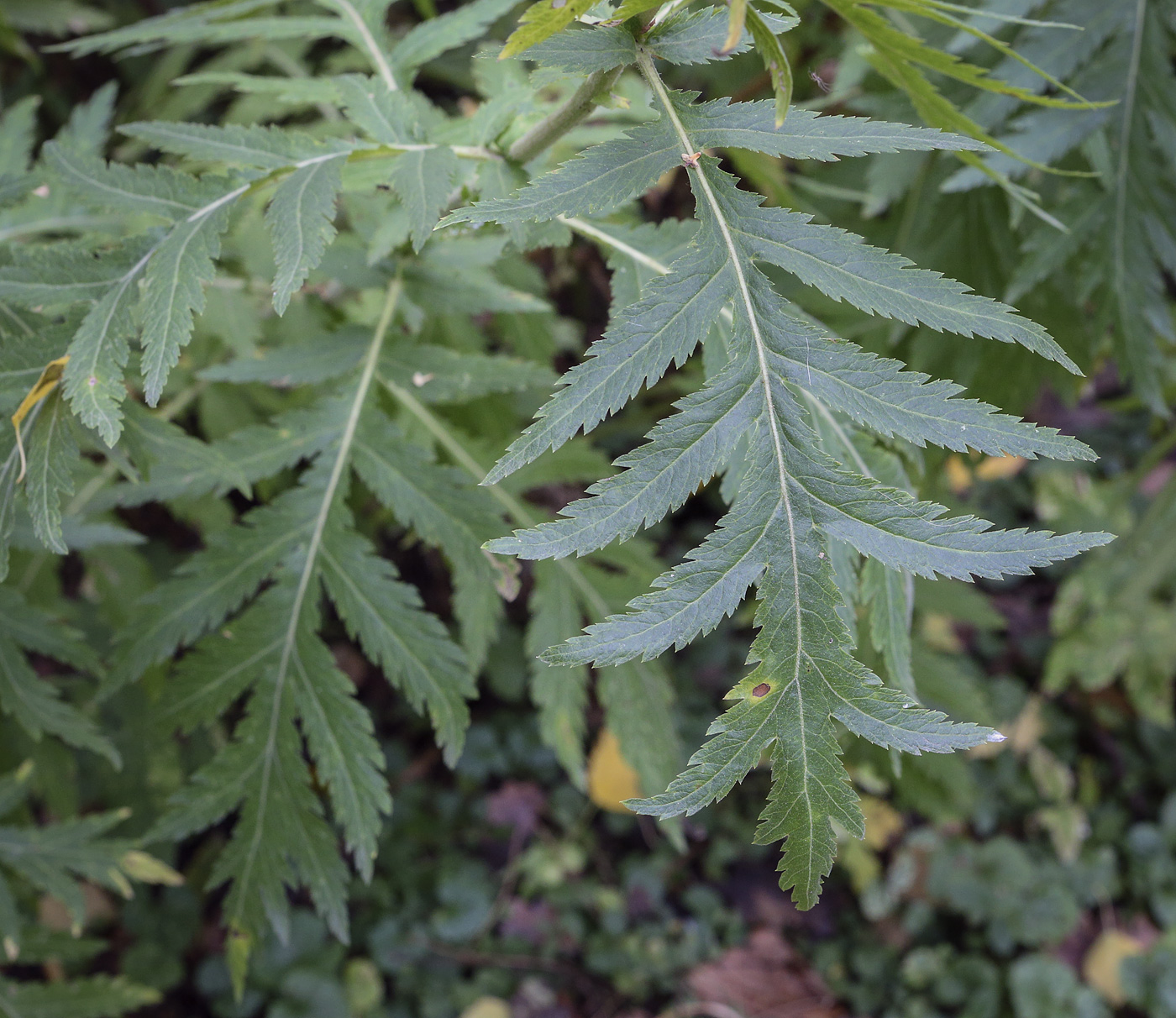 Image of Pyrethrum macrophyllum specimen.