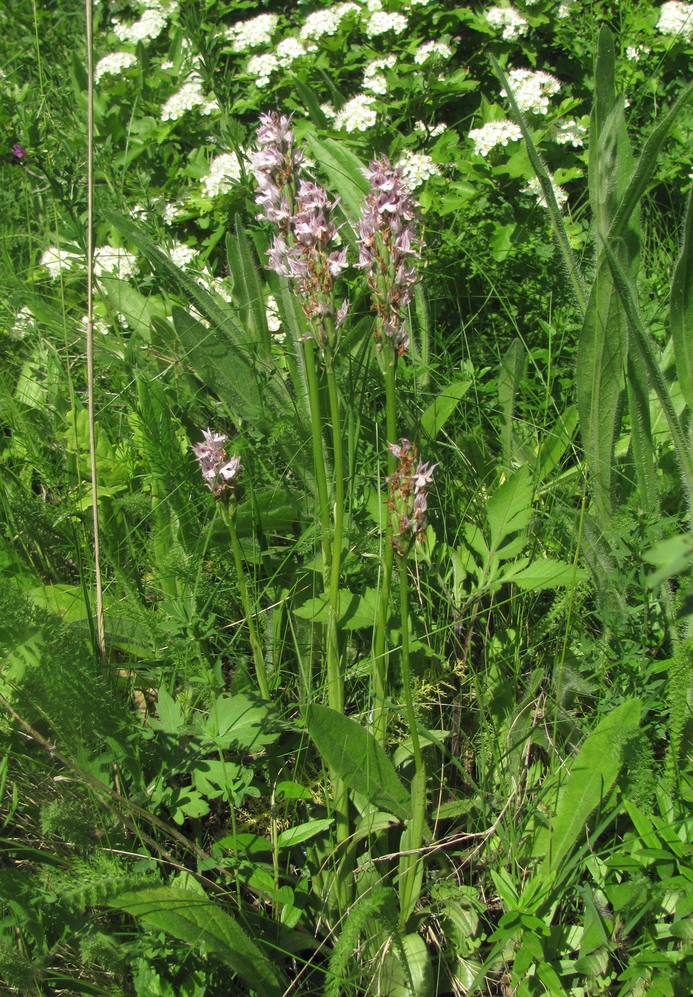 Image of Neotinea tridentata specimen.